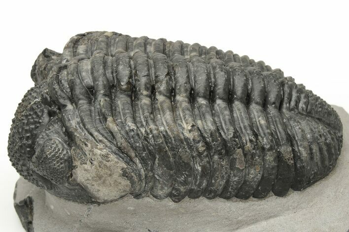 Large Phacopid (Drotops) Trilobite - Nice Eye Facets #235807